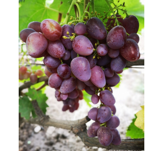 Саженцы винограда сорт Мечта Фермера, полуупакованный