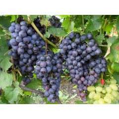 Саджанці винограду сорт Муромець