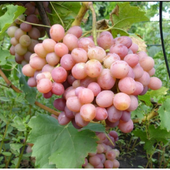 Саженцы винограда сорт "Ливия", полуупакованный