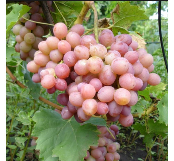 Саженцы винограда сорт "Ливия", полуупакованный