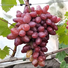 Саженцы винограда сорт Жар Птица, полуупакованный