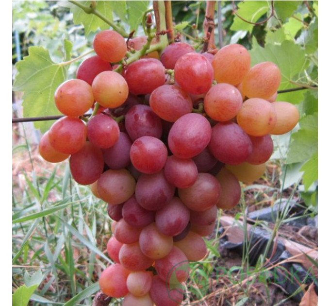 Саженцы винограда сорт "Ливия", полуупакованный