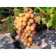 Саженцы винограда сорт "Ливия", полуупакованный
