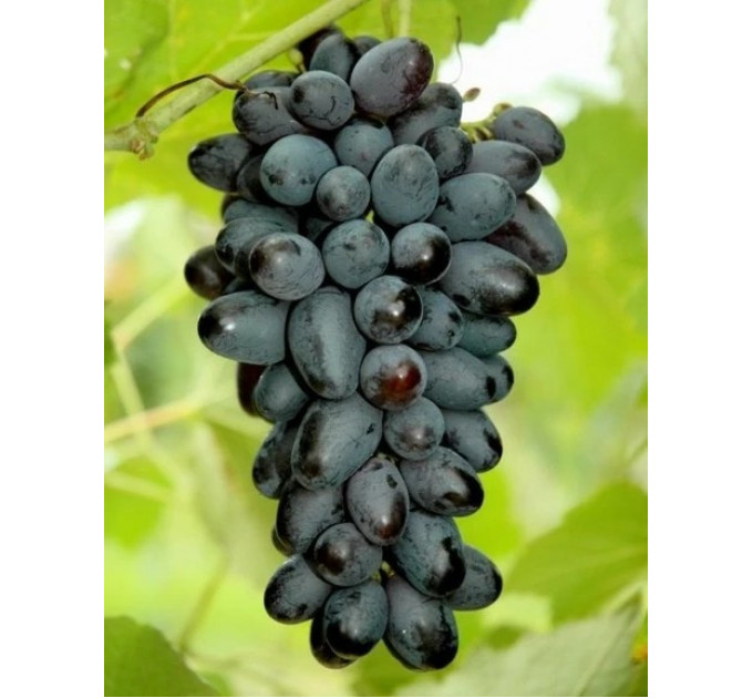 Саженцы винограда сорт Джой, 120-130 дней, конт. 1.7 л