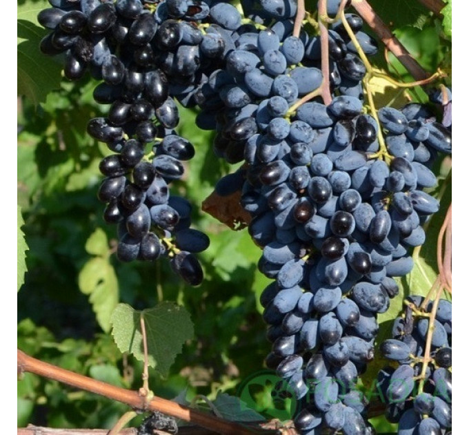 Саженцы винограда сорт Джой, 120-130 дней, конт. 1.7 л