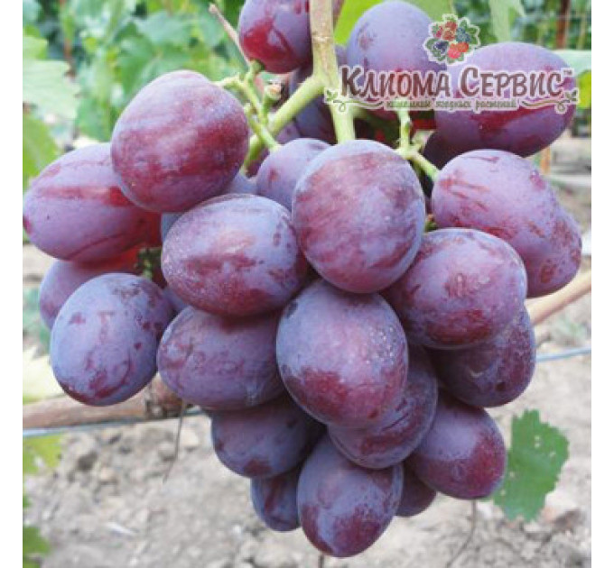 Саженцы винограда сорт Низина