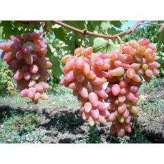 Виноград сорт Оригінал