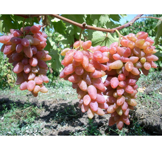 Виноград сорт Оригінал