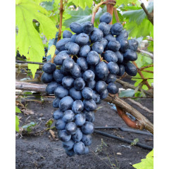 Виноград сорт кишмиш Осінній Королівський