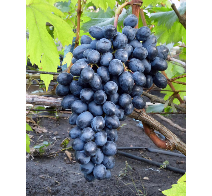 Виноград сорт кишмиш Осінній Королівський