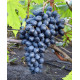 Виноград сорт кишмиш Осінній Королівський