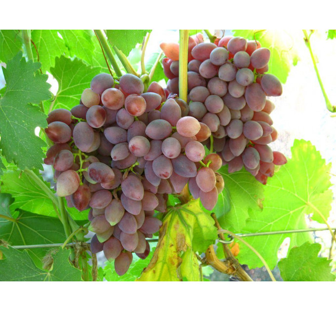 Виноград сорт Ранній Кинельський