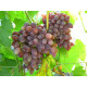 Виноград сорт Ранній Кинельський