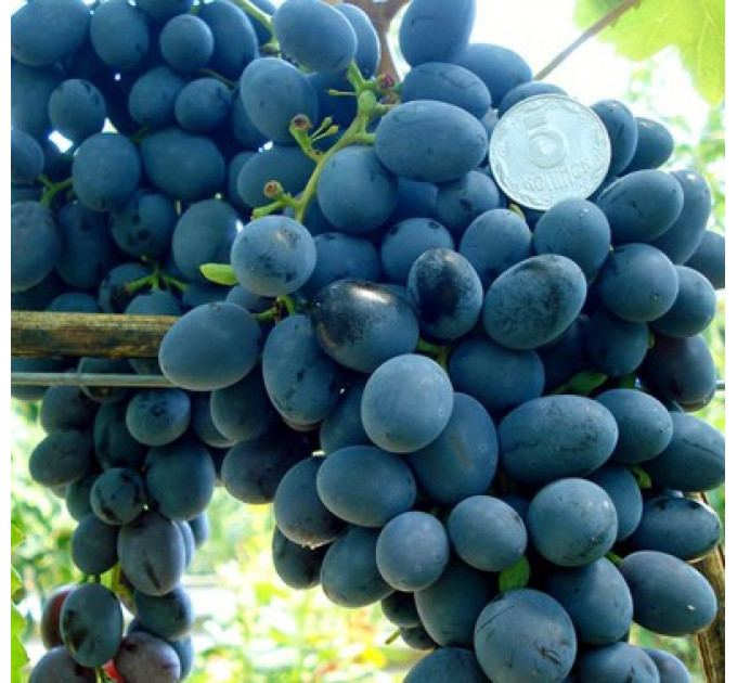 Саджанці винограду сорт Ребекка