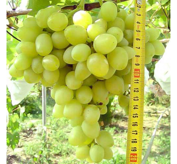 Саженцы винограда сорт "Аркадия", полуупакованный