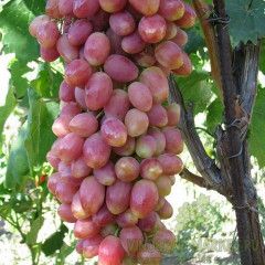 Саджанці винограду сорт Анжеліка