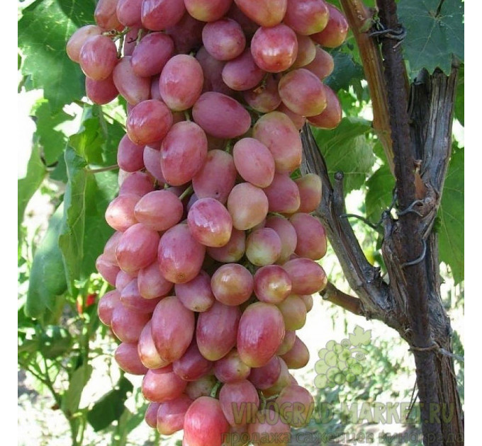 Саджанці винограду сорт Анжеліка