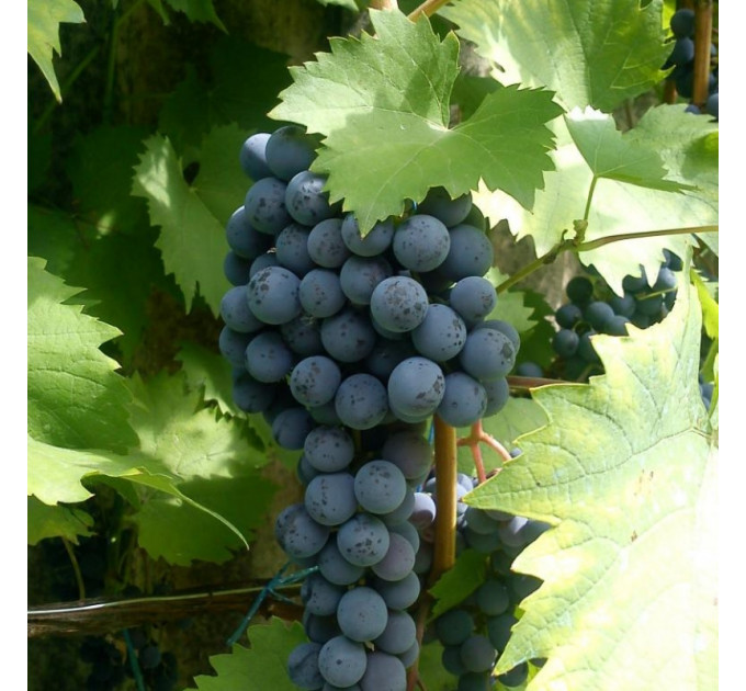 Саженцы винограда сорт Ливадийский черный, полуупакованный