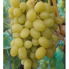 Саженцы винограда сорт Ландыш, полуупакованный