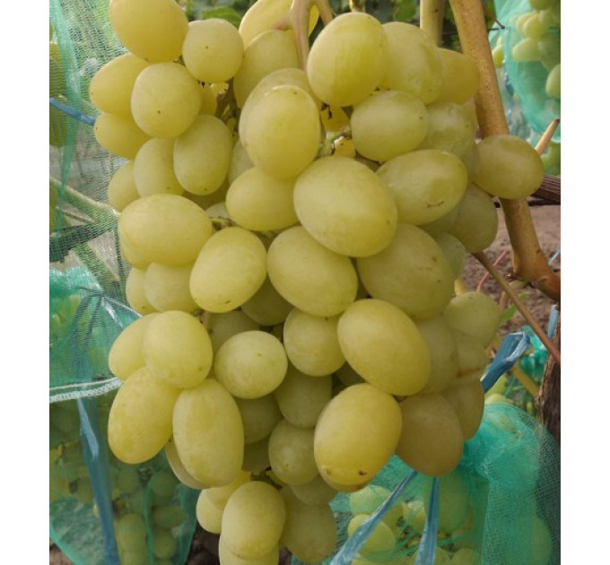 Саженцы винограда сорт Ландыш, полуупакованный