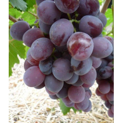 Саджанці винограду сорт Нінель