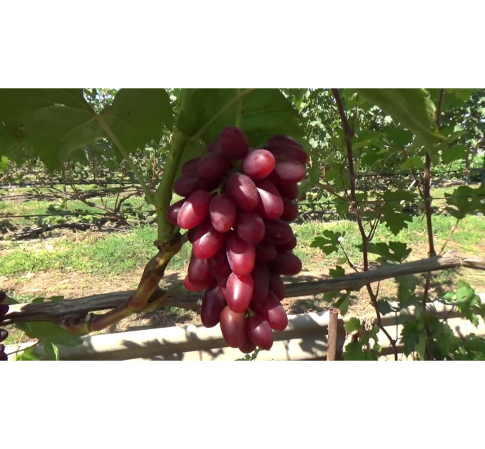 Саджанці винограду сорт Казанова