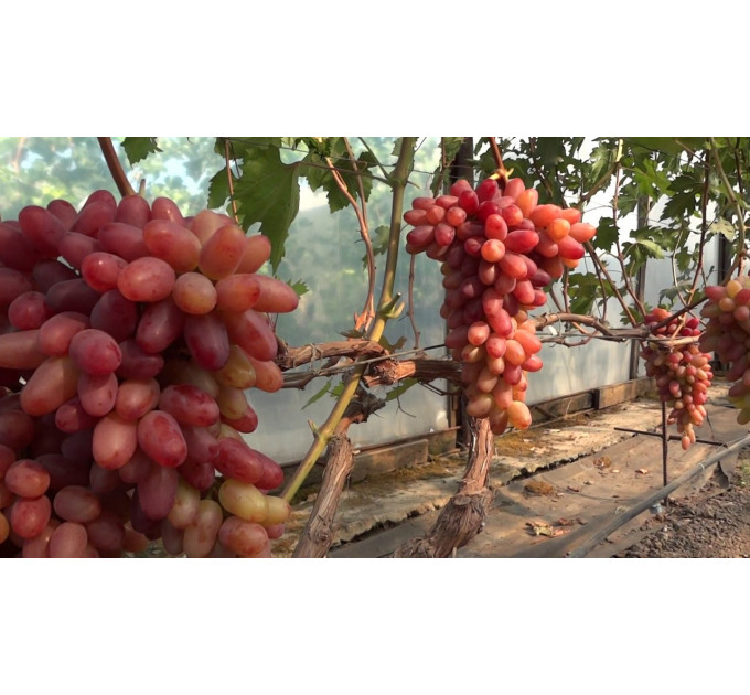 Саджанці винограду сорт Казанова