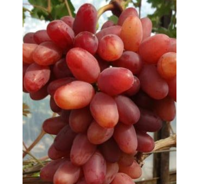 Саджанці винограду сорт Казанова