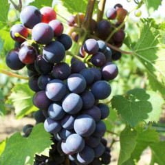 Саджанці винограду сорт Саломе, напівупакований