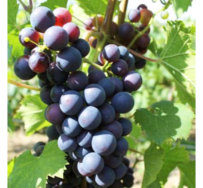 Саджанці винограду сорт Саломе, напівупакований