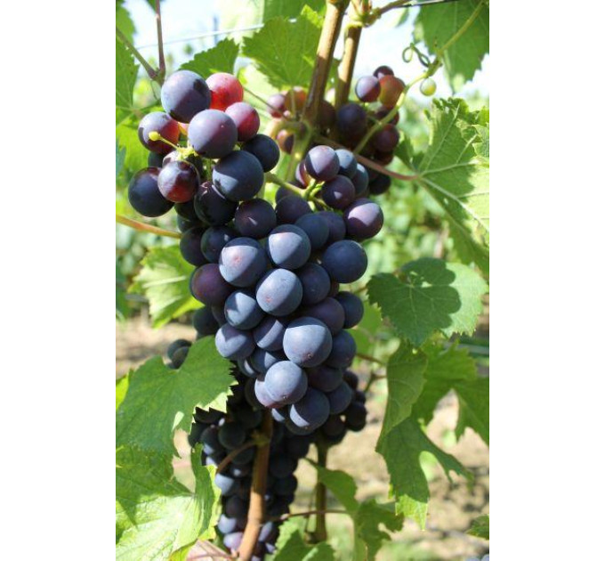 Саджанці винограду сорт Саломе, напівупакований