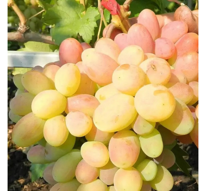 Саженцы винограда сорт Ух-ты