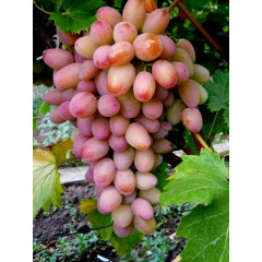 Саженцы винограда сорт Ух-ты