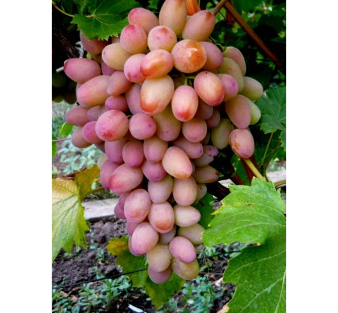 Саженцы винограда сорт Ух-ты