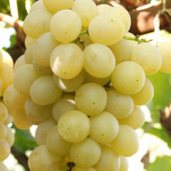 Саджанці винограду сорт Мускат Італія