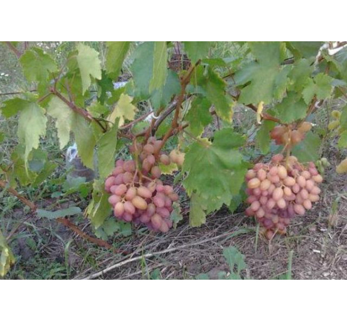 Саженцы винограда сорт Ух-ты