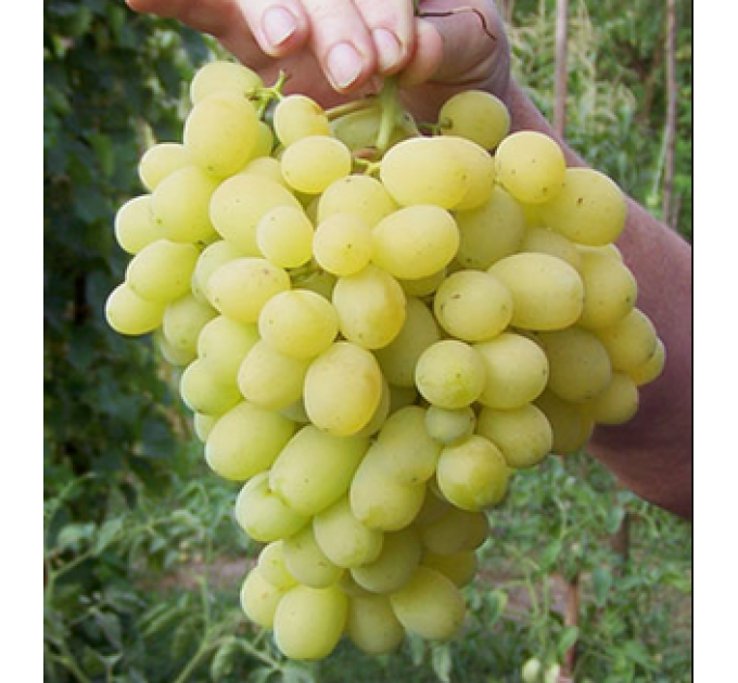 Саджанці винограду сорт "Лора"