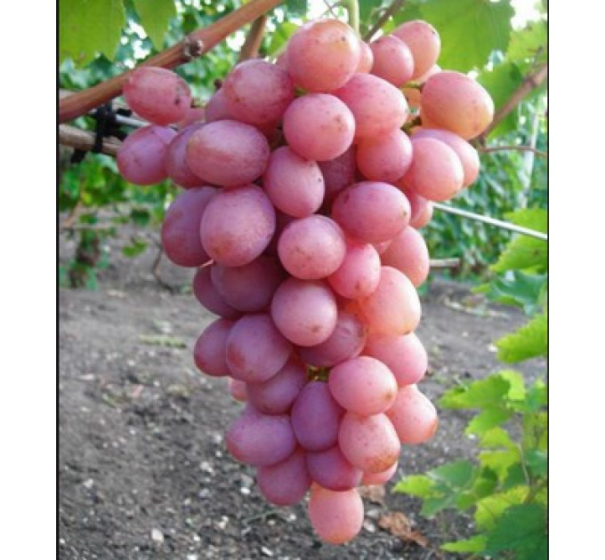 Саджанці винограду сорт "Дніпровський Рожевий"