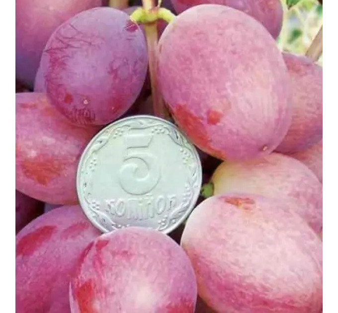 Саджанці винограду сорт Зоренька, напівупакований