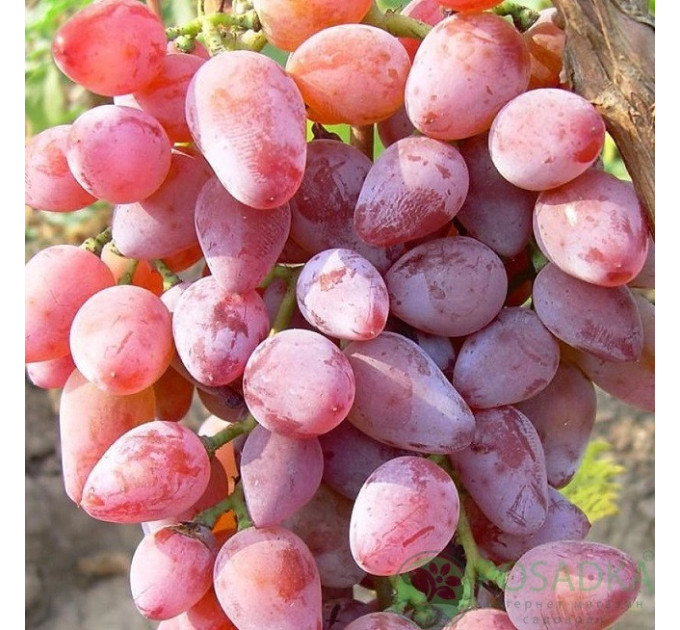 Саджанці винограду сорт Зоренька, напівупакований