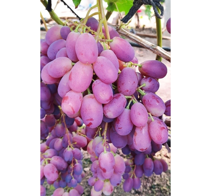 Саджанці винограду сорт Зоренька, напівупакований