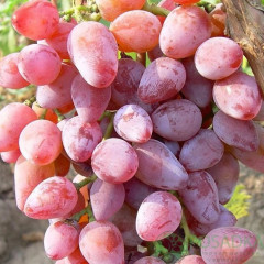 Саженцы винограда сорт Зоренька, 90-100 дней, конт. 1.7 л