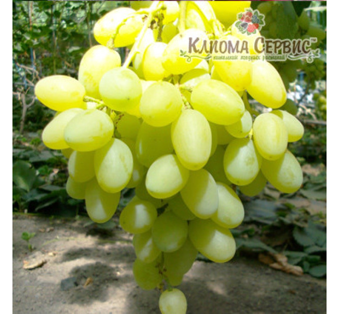 Саженцы винограда сорт Ландыш, полуупакованный