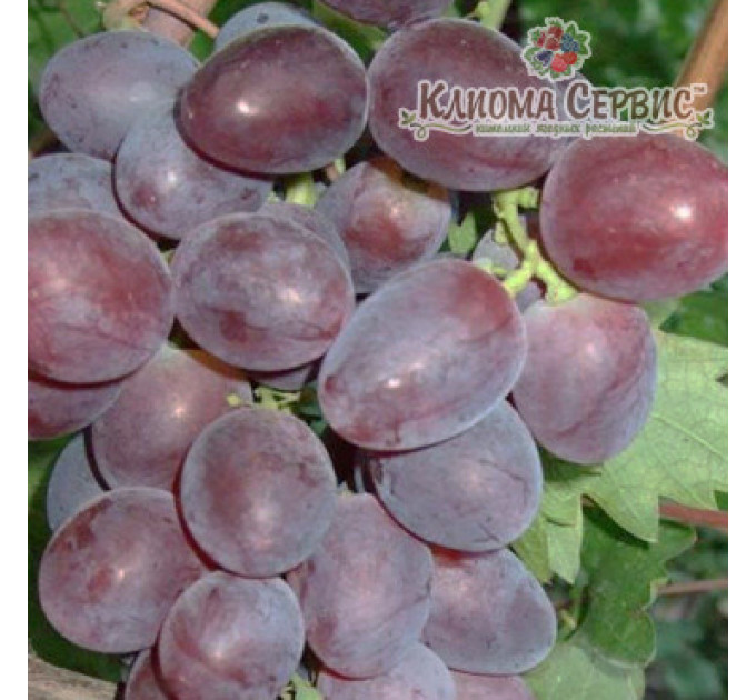 Саджанці винограду сорт Нінель