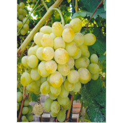 Виноград "Восторг"