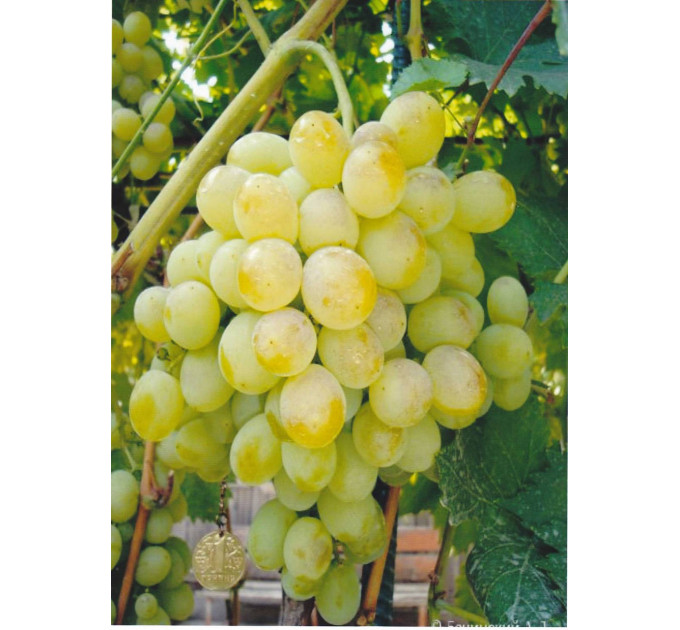 Виноград "Восторг"