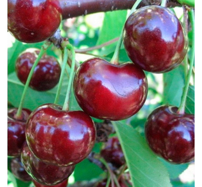 Саджанці вишні сорт Зустріч, підщепа магалєпка