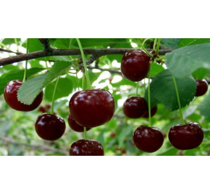 Саджанці вишні сорт Зустріч, підщепа магалєпка