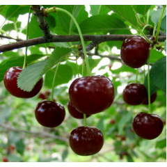 Саджанці вишні сорт Зустріч, підщепа магалєпка