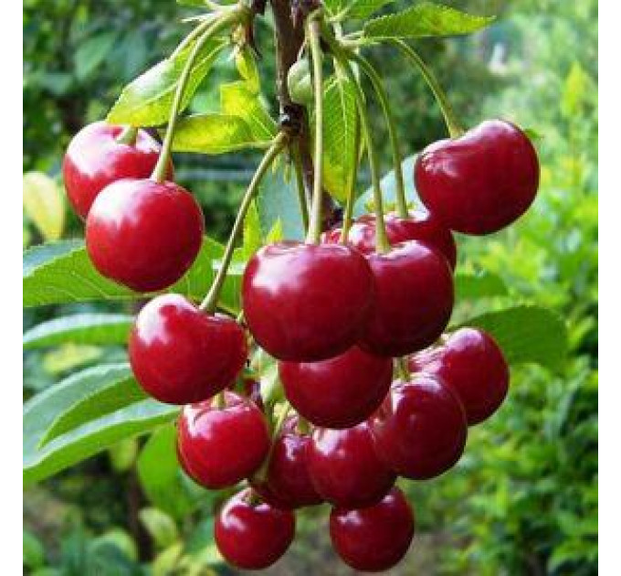 Вишня середня сорт Ерді Ботермо, підщепа магалєпка